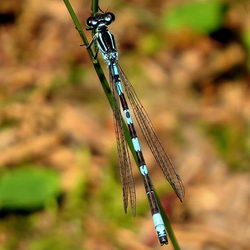 Coenagrion hastulatum